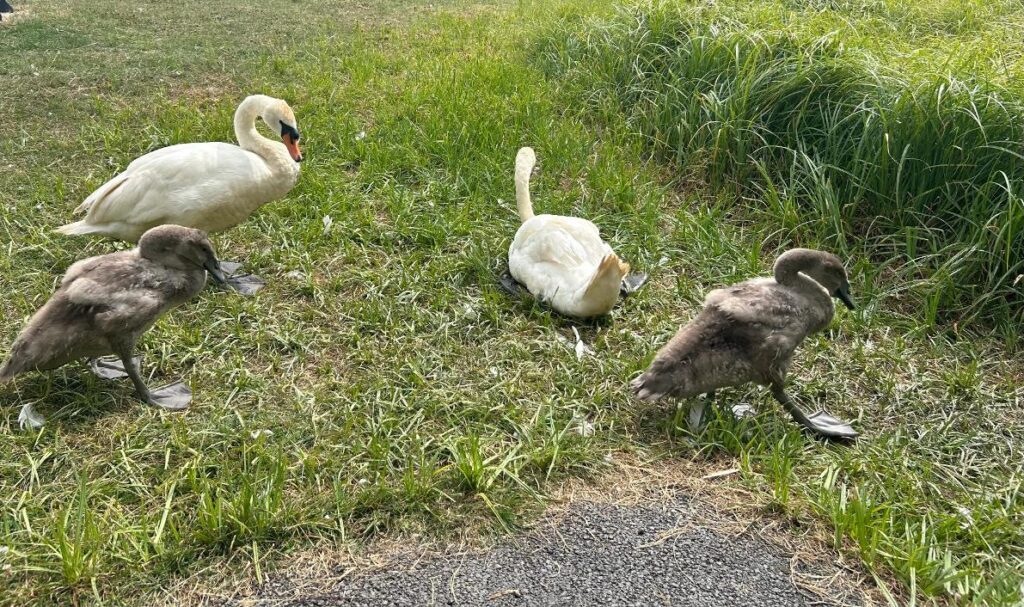 Swans and 2 Cygnets gatecrashing our open air meeting