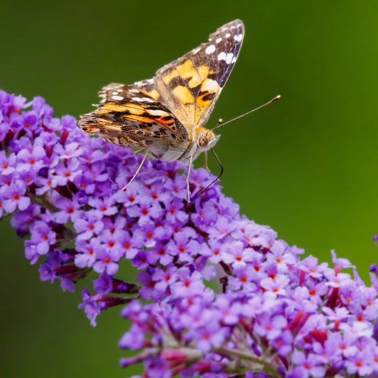 Close up of a Butterfly at rest as seen on a Nature Watch outing