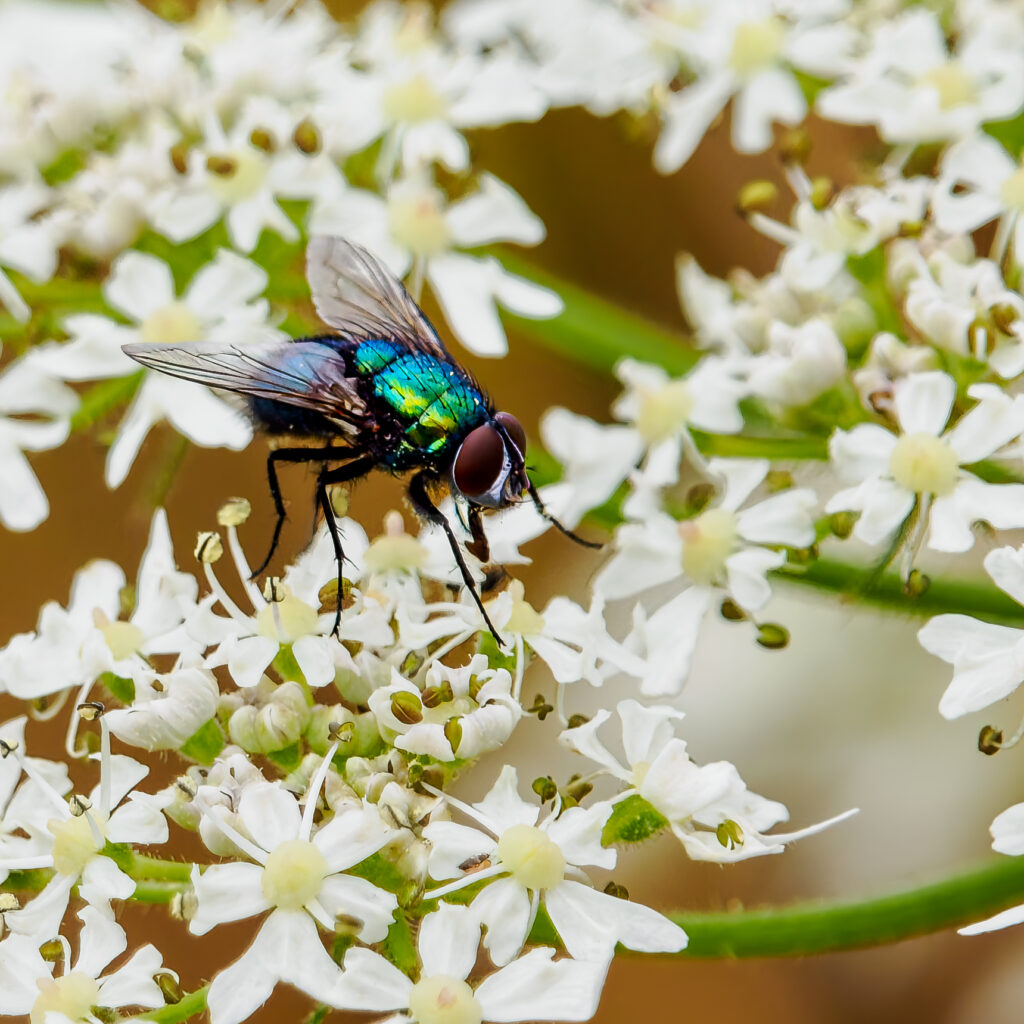 Closeup of a Green Bottle Fly nestling on White Cow Parsley