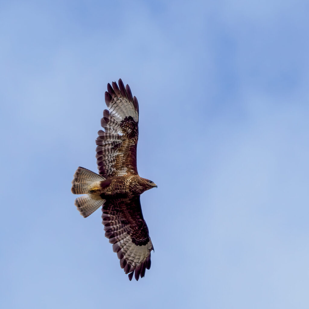 Common Buzzard in Flight