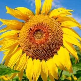 Close up of a Sunflower at Barlow's Sunflower Field
