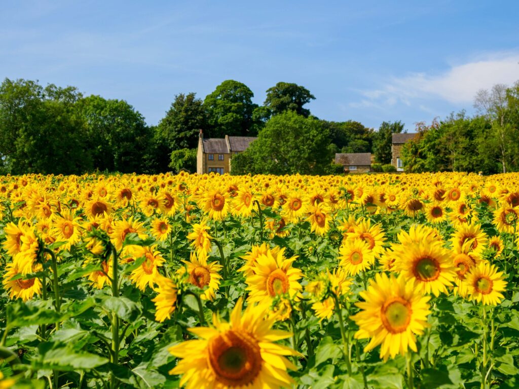 Field of Sunflowers