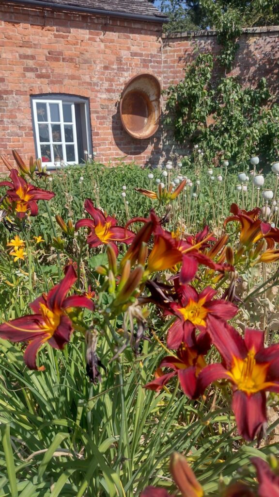 Some of the delights in the Walled Garden at Attingham Park